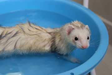 Best Grooming Tips For Ferrets - Exotic Pet Secrets