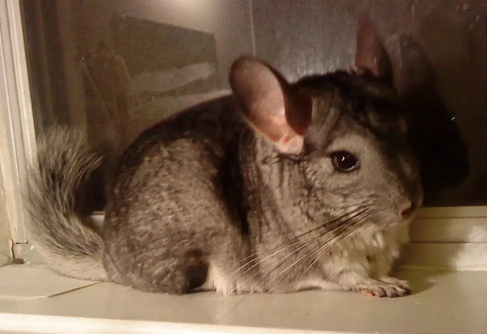 Chinchilla Lifespan How Long Do Chinchillas Live?