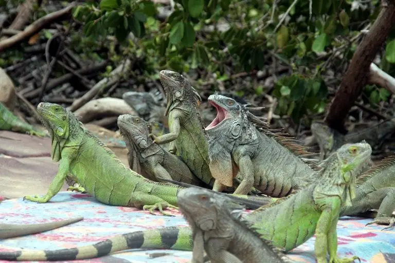 Iguanas-and Lizards - Exotic Pet Secrets