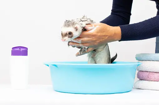 Bathing Your Ferret - Exotic Pet Secrets