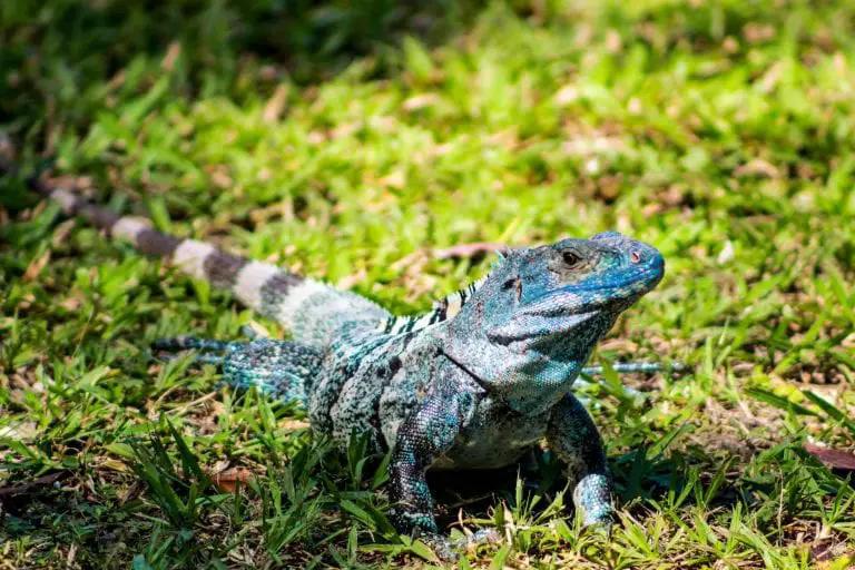 Can Iguanas Regenerate Their Tail - Exotic Pet Secrets