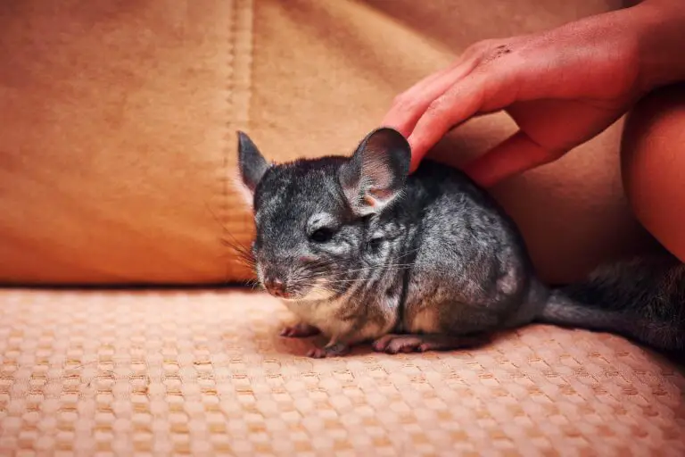 Chinchilla Noises What They Mean - Fabric Instructor