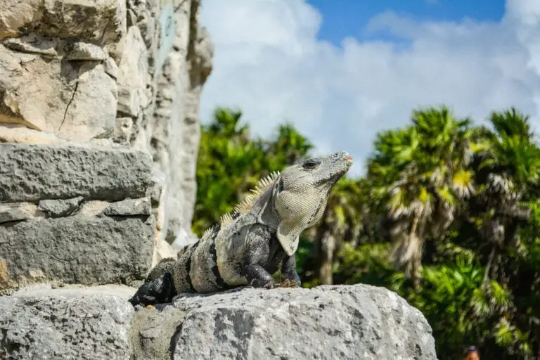 Cuban Rock Iguana An Awesome Starter Pet - Exotic Pet Secrets